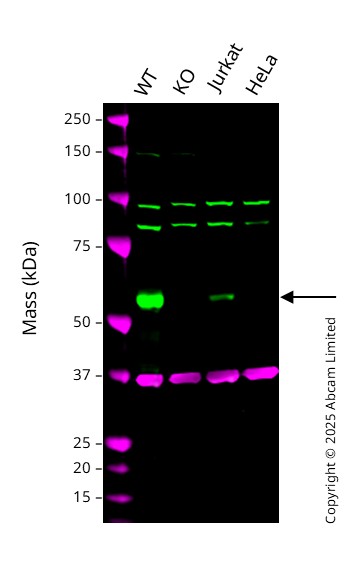 Western blot - Anti-RIP3 antibody [EPR24374-135] (AB305054)