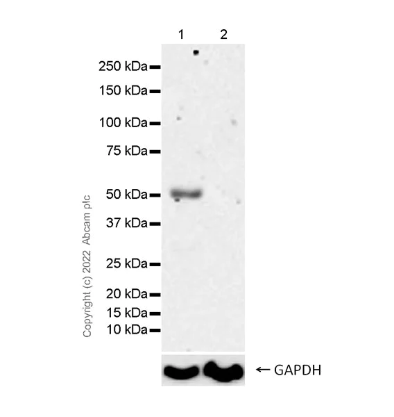 Western blot - Anti-RIP3 antibody [EPR24374-135] - BSA and Azide free (AB305055)