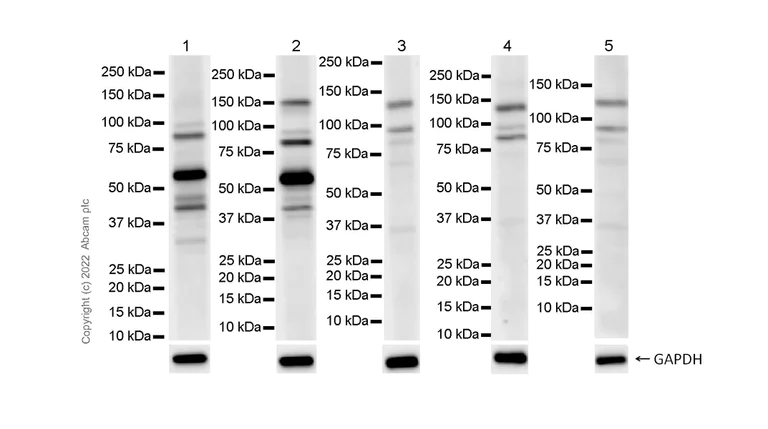 Western blot - Anti-RIP3 antibody [EPR24374-135] - BSA and Azide free (AB305055)
