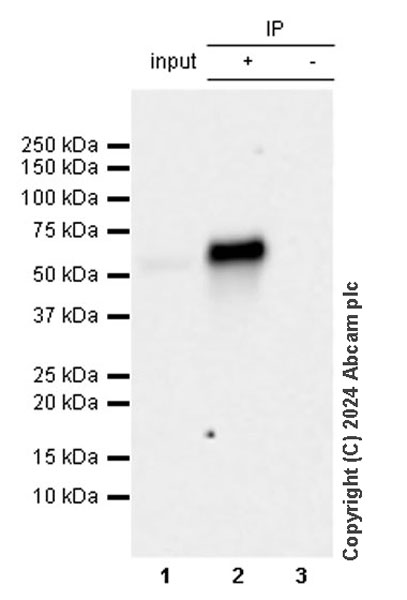 Immunoprecipitation - Anti-RIP3 antibody [EPR24374-9] (AB316957)