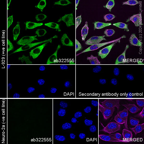 Immunocytochemistry/ Immunofluorescence - Anti-RIP3 antibody [EPR26080-567] - BSA and Azide free (AB325961)