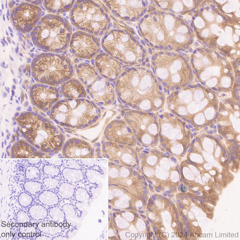 Immunohistochemistry (Formalin/PFA-fixed paraffin-embedded sections) - Anti-RIP3 antibody [EPR26080-567] - BSA and Azide free (AB325961)