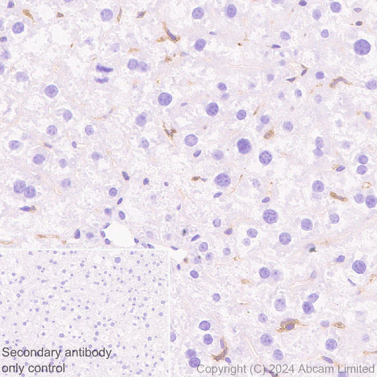 Immunohistochemistry (Formalin/PFA-fixed paraffin-embedded sections) - Anti-RIP3 antibody [EPR26080-567] - BSA and Azide free (AB325961)
