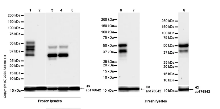 Western blot - Anti-RIP3 antibody [EPR26080-567] - BSA and Azide free (AB325961)