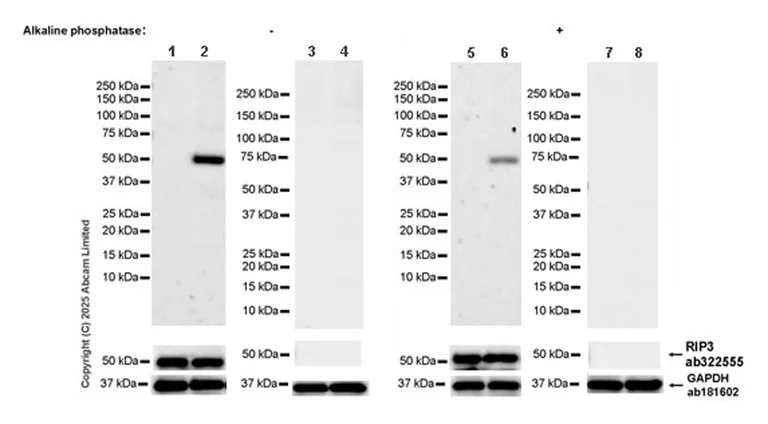 Western blot - Anti-RIP3 antibody [EPR26080-567] - BSA and Azide free (AB325961)