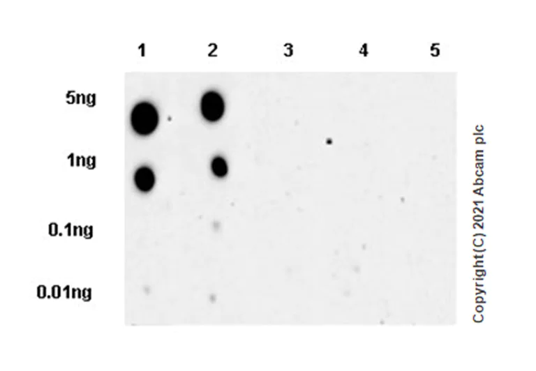 Dot Blot - Anti-RIP3 (phospho S164 + T165) antibody [EPR23660-20] (AB255705)