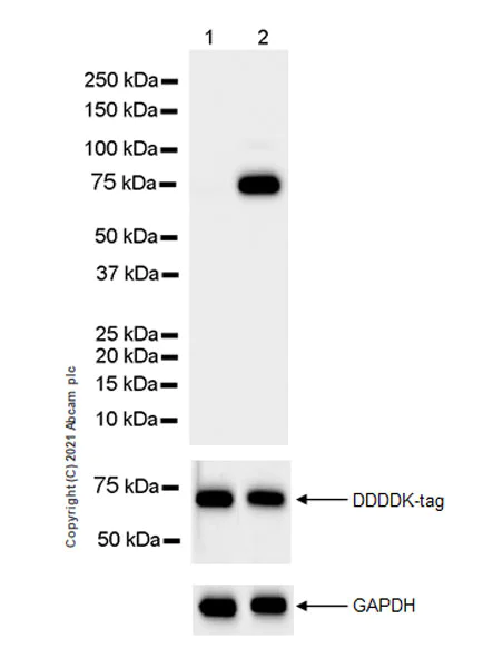 Western blot - Anti-RIP3 (phospho S164 + T165) antibody [EPR23660-20] (AB255705)