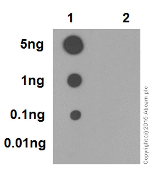 Dot Blot - Anti-RIP3 (phospho S227) antibody [EPR9627] (AB209384), expandable thumbnail