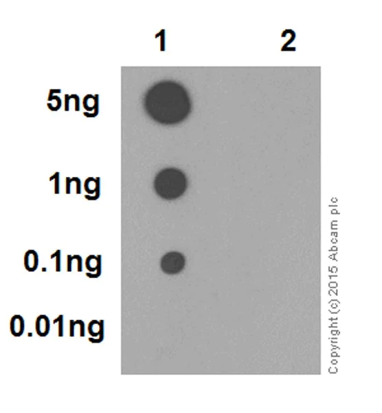 Dot Blot - Anti-RIP3 (phospho S227) antibody [EPR9627] (AB209384)