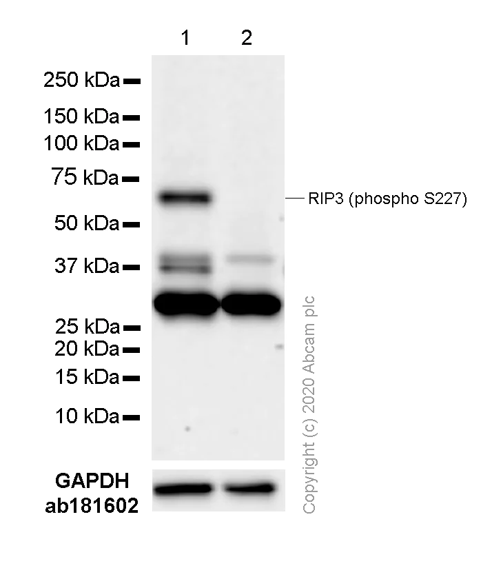 Western blot - Anti-RIP3 (phospho S227) antibody [EPR9627] - BSA and Azide free (AB240383)