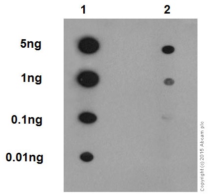 Dot Blot - Anti-RIP3 (phospho S232) antibody [EPR9516(N)-25] (AB195117), expandable thumbnail