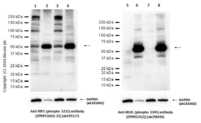 Western blot - Anti-RIP3 (phospho S232) antibody [EPR9516(N)-25] (AB195117), expandable thumbnail
