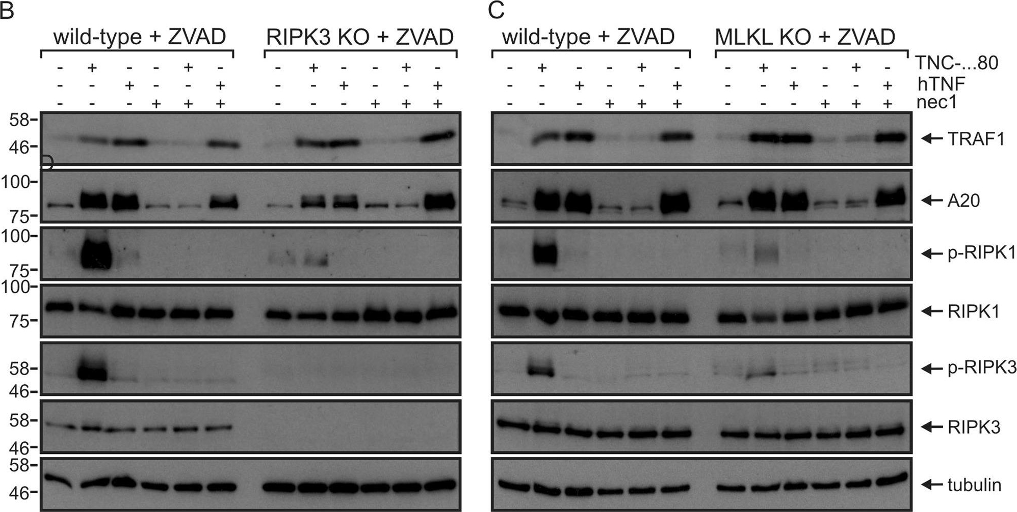 Western blot - Anti-RIP3 (phospho S232) antibody [EPR9516(N)-25] (ab195117), expandable thumbnail