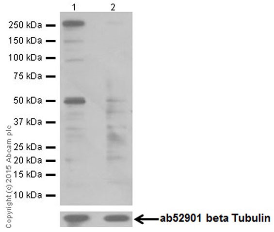 Western blot - Anti-RIP3 (phospho S232) antibody [EPR9516(N)-25] (AB195117), expandable thumbnail