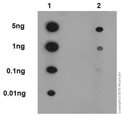 Dot Blot - Anti-RIP3 (phospho S232) antibody [EPR9516(N)-25] - BSA and Azide free (AB240336)