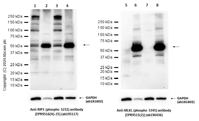 Western blot - Anti-RIP3 (phospho S232) antibody [EPR9516(N)-25] - BSA and Azide free (AB240336)