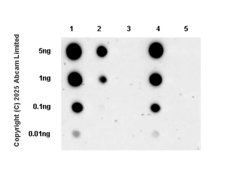 Dot Blot - Anti-RIP3 (phospho T231) antibody [EPR29676-66] (AB324983)