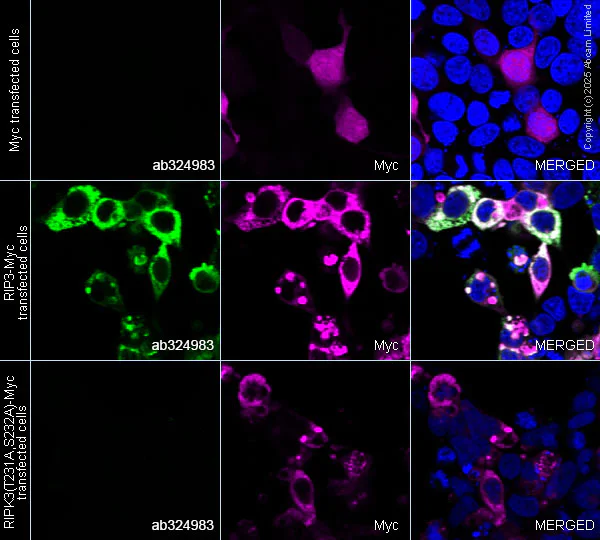 Immunocytochemistry/ Immunofluorescence - Anti-RIP3 (phospho T231) antibody [EPR29676-66] (AB324983)