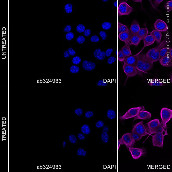 Immunocytochemistry/ Immunofluorescence - Anti-RIP3 (phospho T231) antibody [EPR29676-66] (AB324983)