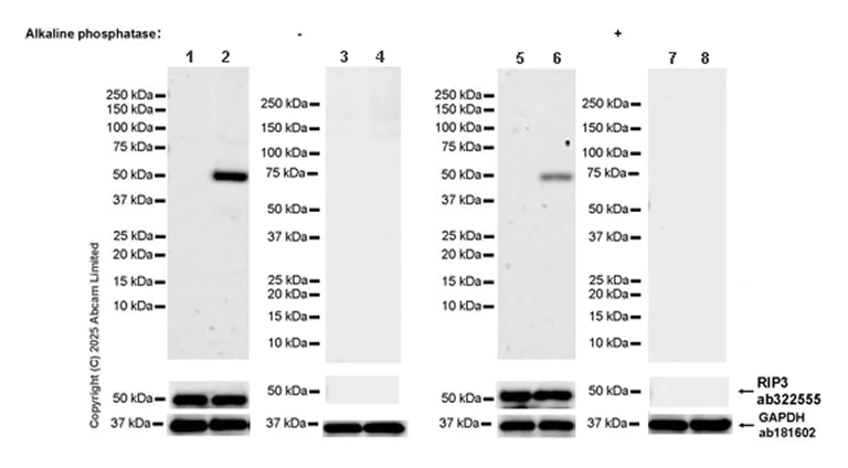 Western blot - Anti-RIP3 (phospho T231) antibody [EPR29676-66] (AB324983)