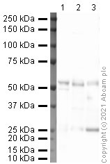 Western blot - Anti-RIP3 (phospho T231 + S232) antibody [2D7] (AB205421), expandable thumbnail