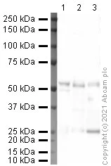Western blot - Anti-RIP3 (phospho T231 + S232) antibody [2D7] (AB205421)