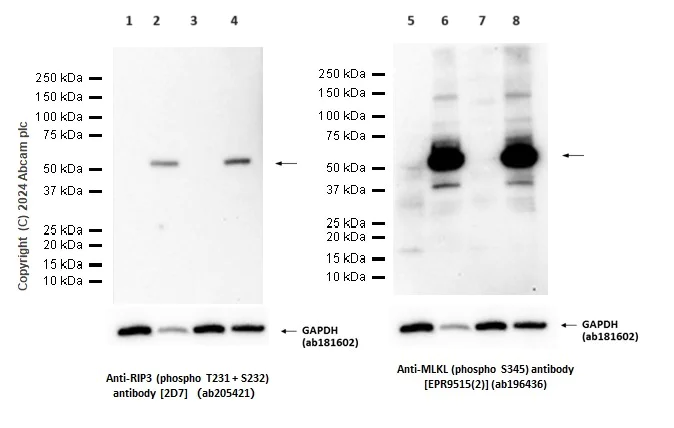 Western blot - Anti-RIP3 (phospho T231 + S232) antibody [2D7] (AB205421)