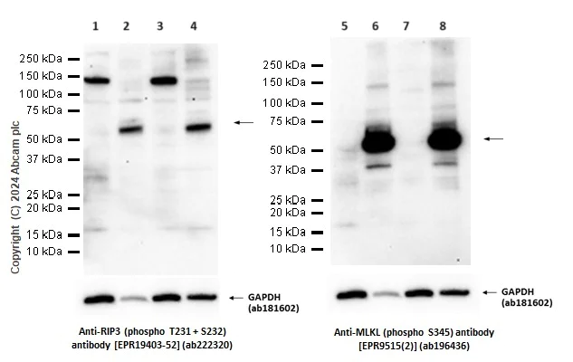 Western blot - Anti-RIP3 (phospho T231 + S232) antibody [EPR19403-52] (AB222320)