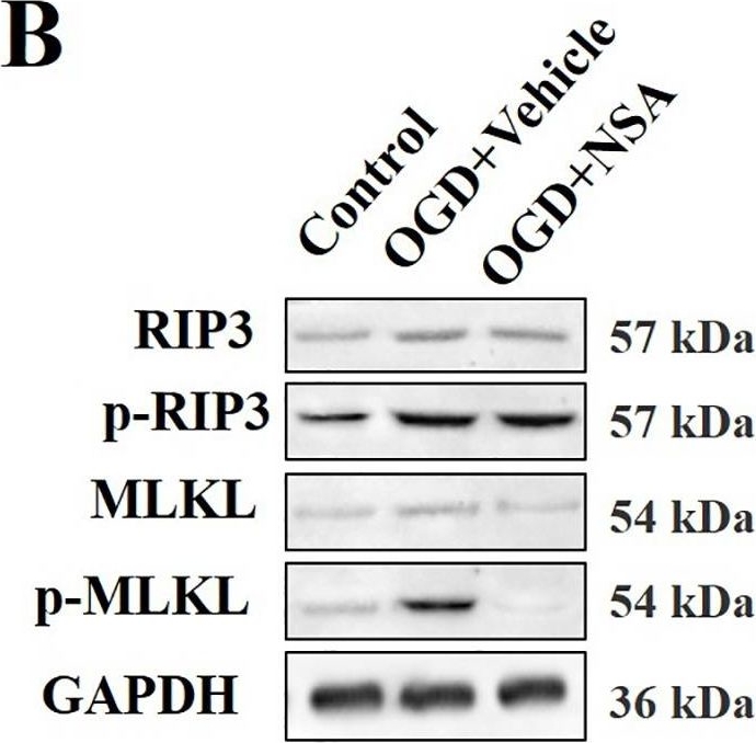 Western blot - Anti-RIP3 (phospho T231 + S232) antibody [EPR19403-52] (AB222320), expandable thumbnail
