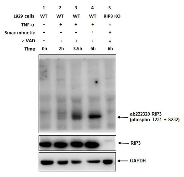 Western blot - Anti-RIP3 (phospho T231 + S232) antibody [EPR19403-52] (AB222320)