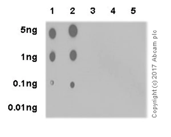 Dot Blot - Anti-RIP3 (phospho T231 + S232) antibody [EPR19403-52] - BSA and Azide free (AB240399)
