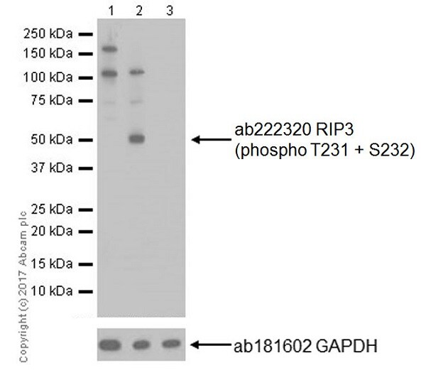 Western blot - Anti-RIP3 (phospho T231 + S232) antibody [EPR19403-52] - BSA and Azide free (AB240399), expandable thumbnail