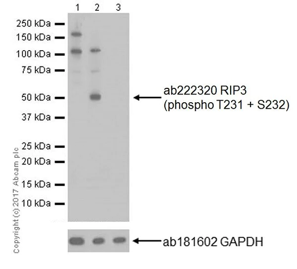 Western blot - Anti-RIP3 (phospho T231 + S232) antibody [EPR19403-52] - BSA and Azide free (AB240399)