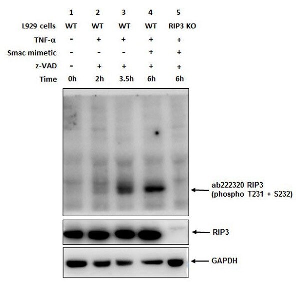Western blot - Anti-RIP3 (phospho T231 + S232) antibody [EPR19403-52] - BSA and Azide free (AB240399), expandable thumbnail