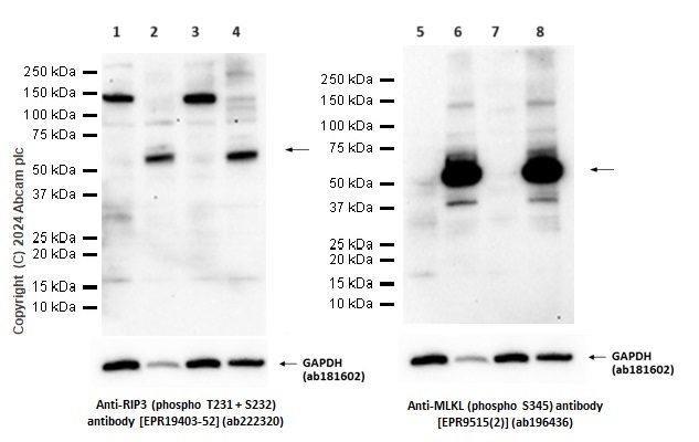 Western blot - Anti-RIP3 (phospho T231 + S232) antibody [EPR19403-52] - BSA and Azide free (AB240399), expandable thumbnail