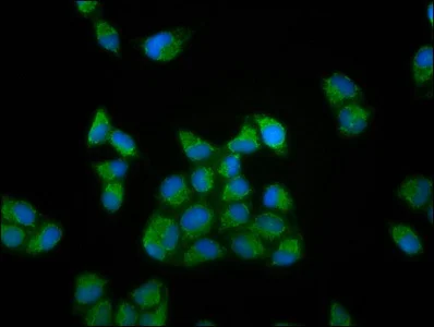 Immunocytochemistry/ Immunofluorescence - Anti-RIPX antibody (AB237511)