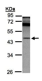 Western blot - Anti-RISC antibody (AB154758)