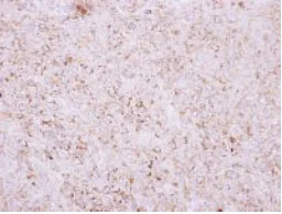 Immunohistochemistry (Formalin/PFA-fixed paraffin-embedded sections) - Anti-RIT1/RIT antibody (AB127041)