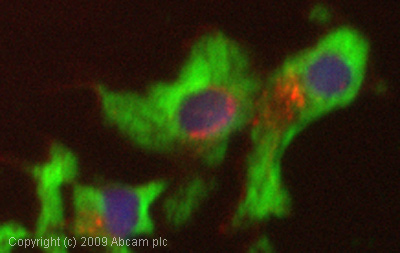 Immunocytochemistry/ Immunofluorescence - Anti-RIT1/RIT antibody (AB53720), expandable thumbnail