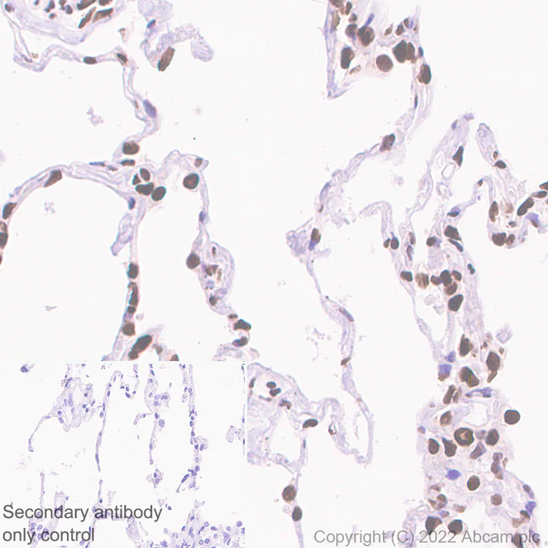 Immunohistochemistry (Formalin/PFA-fixed paraffin-embedded sections) - Anti-Riz1 antibody [EPR25164-34] (AB305105)