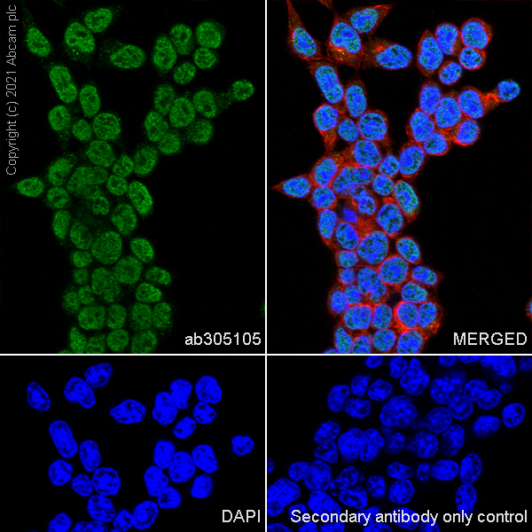 Immunocytochemistry/ Immunofluorescence - Anti-Riz1 antibody [EPR25164-34] - BSA and Azide free (ab305106), expandable thumbnail
