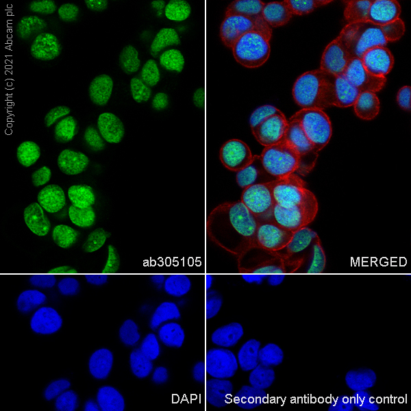 Immunocytochemistry/ Immunofluorescence - Anti-Riz1 antibody [EPR25164-34] - BSA and Azide free (ab305106), expandable thumbnail