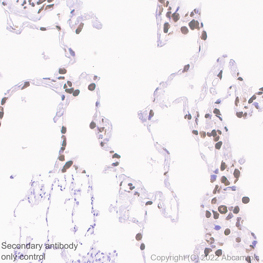 Immunohistochemistry (Formalin/PFA-fixed paraffin-embedded sections) - Anti-Riz1 antibody [EPR25164-34] - BSA and Azide free (AB305106), expandable thumbnail