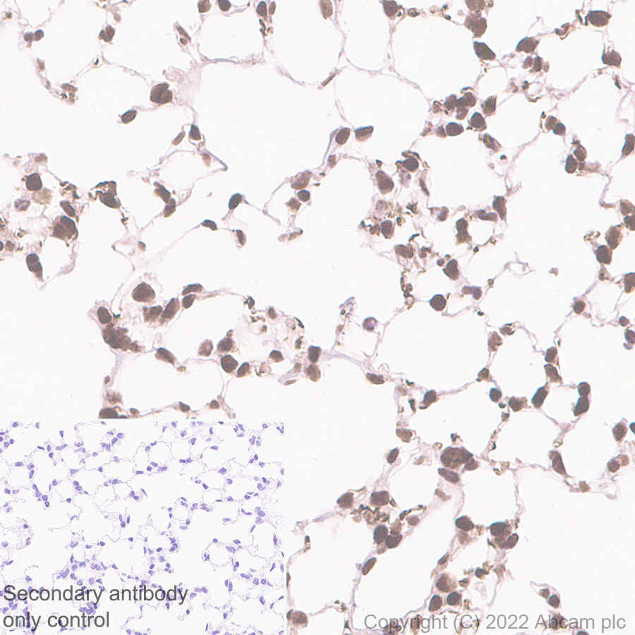 Immunohistochemistry (Formalin/PFA-fixed paraffin-embedded sections) - Anti-Riz1 antibody [EPR25164-34] - BSA and Azide free (AB305106), expandable thumbnail