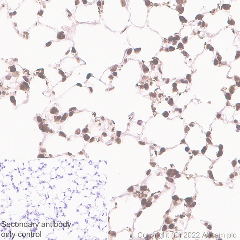 Immunohistochemistry (Formalin/PFA-fixed paraffin-embedded sections) - Anti-Riz1 antibody [EPR25164-34] - BSA and Azide free (AB305106)
