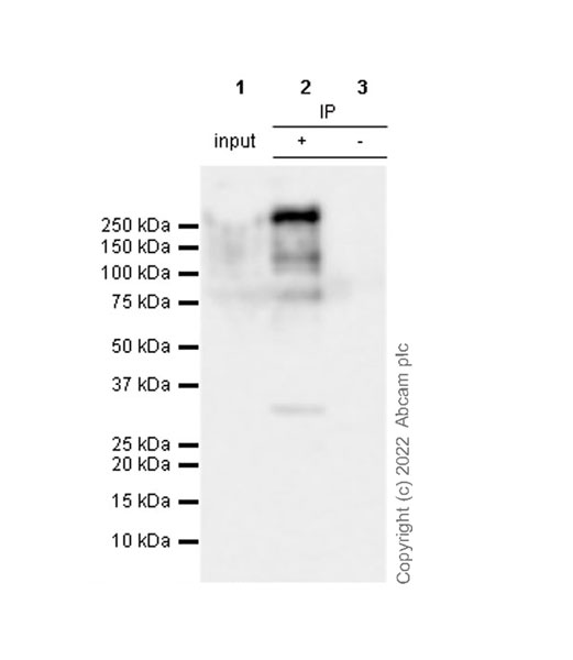 Immunoprecipitation - Anti-Riz1 antibody [EPR25164-34] - BSA and Azide free (AB305106), expandable thumbnail