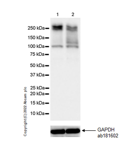 Western blot - Anti-Riz1 antibody [EPR25164-34] - BSA and Azide free (AB305106), expandable thumbnail