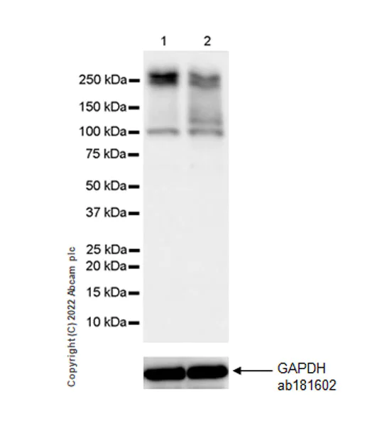 Western blot - Anti-Riz1 antibody [EPR25164-34] - BSA and Azide free (AB305106)