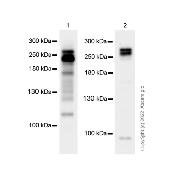 Western blot - Anti-Riz1 antibody [EPR25164-34] - BSA and Azide free (AB305106)