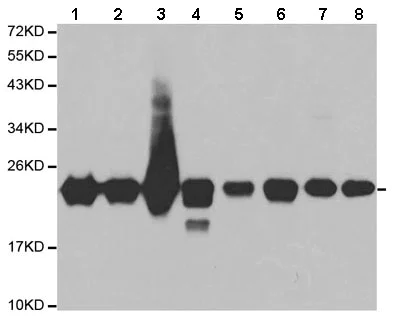 Western blot - Anti-RKIP antibody (AB196832)